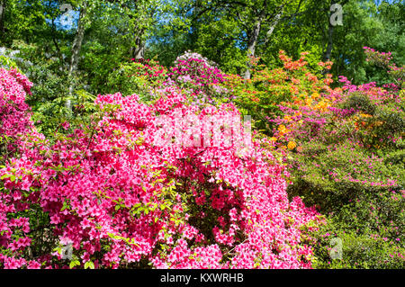 RHODODENDRON UND AZALEEN IN WALDGÄRTEN Stockfoto