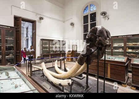 KOLKATA, INDIEN - November 24, 2015: Das indische Museum eingerichtet. Es ist das größte und älteste Museum in Indien. Stockfoto