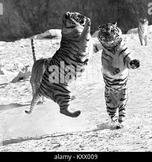 Bekämpfung der Sibirische Tiger Der Tiger Conservation Park in Hailin, Provinz Heilongjiang, North East China Stockfoto