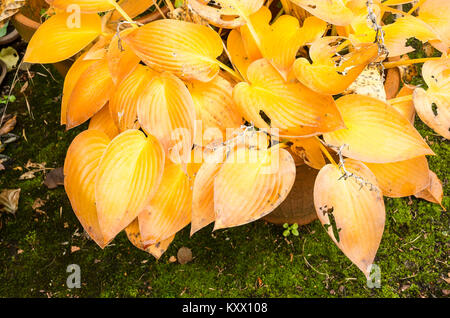 Hosta Werk Laub zeigt seine Farben des Herbstes in Großbritannien bereits zu Decay Stockfoto