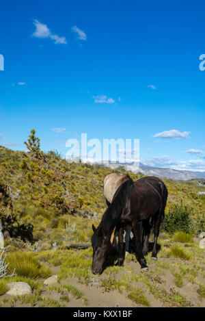 Pferde grasen in der Estancia La Estela, Santa Cruz, Argentinien. Stockfoto