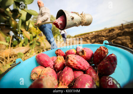 Männliche Kommissionierung Feigenkakteen mit einem genialen Tool. Canosa DP, Apulien. Italien Stockfoto