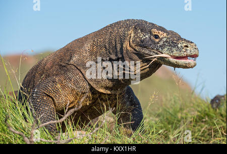 Die Komodo Waran (Varanus komodoensis) mit offenem Mund. Es ist die größte lebende Echse der Welt, Indonesien. Insel Rinca Stockfoto