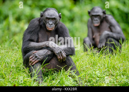 Erwachsene Männchen von Bonobo auf dem Grünen Hintergrund im natürlichen Lebensraum. Der Bonobo (Pan paniscus), die sog. pygmy Schimpansen. Demokratische Republik Stockfoto