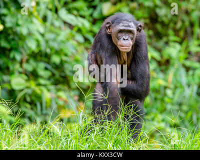 Erwachsene Männchen von Bonobo auf dem Grünen Hintergrund im natürlichen Lebensraum. Der Bonobo (Pan paniscus), die sog. pygmy Schimpansen. Demokratische Republik Stockfoto