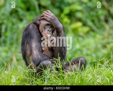 Erwachsene Männchen von Bonobo auf dem Grünen Hintergrund im natürlichen Lebensraum. Der Bonobo (Pan paniscus), die sog. pygmy Schimpansen. Demokratische Republik Stockfoto