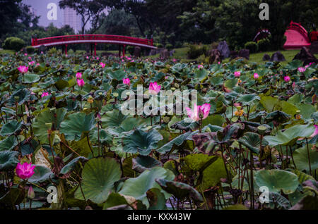 Wunderschöne Lotus Teich in Singapur Chinesischer Garten, einen öffentlichen Park in Jurong East, Singapur. Von einem Architekten aus Taiwan entwickelt. Stockfoto