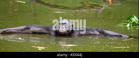 Bonobo im Wasser. Natürlichen Lebensraum. Grünen natürlichen Hintergrund. Der Bonobo (Pan Paniscus), genannt der pygmy Schimpanse. Demokratische Republik Kongo. Stockfoto