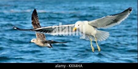 Fliegen nach Seetang Möwe (Larus dominicanus), auch bekannt als der Dominikaner Möwe und Schwarz unterlegt Kelp Gull. Blue Ocean Wasser Hintergrund. Die False Bay, South Stockfoto