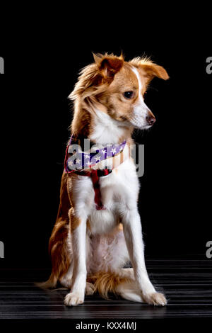 Schöne Rothaarige mit einem weißen Hund auf schwarzem Hintergrund Stockfoto