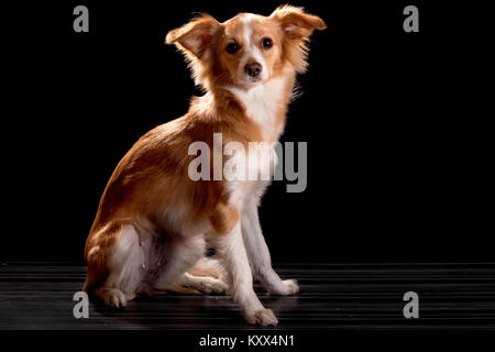 Schöne Rothaarige mit einem weißen Hund auf schwarzem Hintergrund Stockfoto