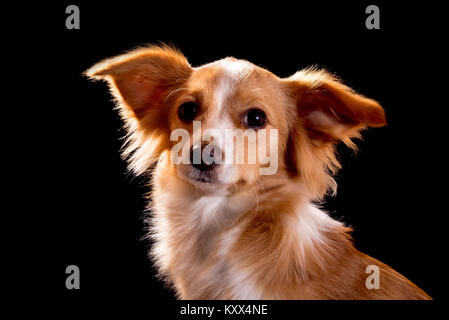 Schöne Rothaarige mit einem weißen Hund auf schwarzem Hintergrund Stockfoto