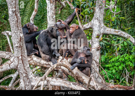 Gruppe von Schimpansen (Pan troglodytes) auf Mangrove Filialen. Mutter - Schimpansen sitzt und hält die Hände der Cub. Schimpansen (Schimpansen), Pan (troglody Stockfoto
