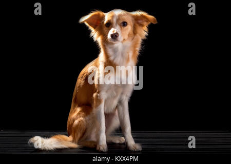 Schöne Rothaarige mit einem weißen Hund auf schwarzem Hintergrund Stockfoto
