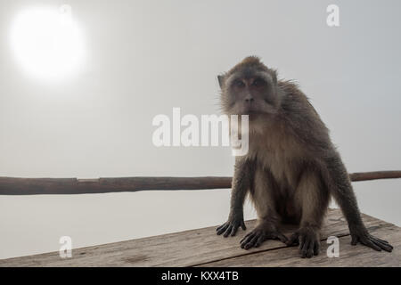 Affe sitzt auf einem Stein Stockfoto