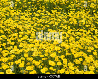 Mais Ringelblumen (Glebionis segetum) in Blüte, UK im Sommer Stockfoto