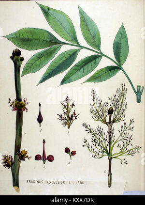Eine botanische Illustration von *Fraxinus excelsior* (Europäische Asche) aus der *Flora Batava*, einem bedeutenden niederländischen botanischen Werk, das detaillierte Pflanzenanatomie und -Beschreibung zeigt. Stockfoto