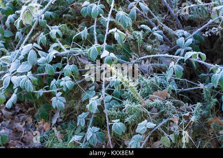 Frosty brambles und Ginster Stockfoto