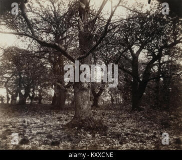 Eugène Atgets Fotografie mit dem Titel „Châtaigniers“ zeigt einen Kastanienhain, der die ruhige Atmosphäre der französischen Landschaft durch seinen frühen dokumentarischen Fotostil einfängt. Stockfoto