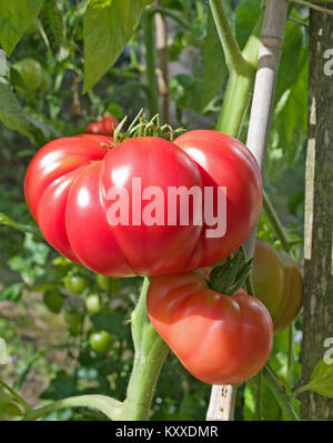 Sehr große beefsteak Tomaten Sorte "Brandy Boy' auf der Rebe im heimischen Garten Gewächshaus, Cumbria, England Großbritannien Stockfoto