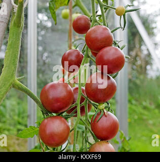 Truss dunkle rote heirloom Tomatensorte Cherokee Reifen auf der Rebe im heimischen Garten Gewächshaus, Cumbria England UK. Stockfoto