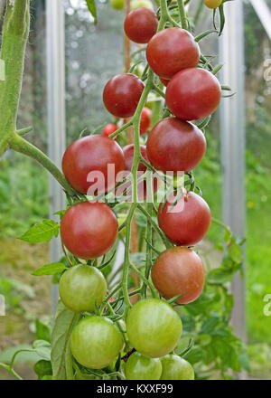 Truss dunkle rote heirloom Tomatensorte Cherokee Reifen auf der Rebe im heimischen Garten Gewächshaus, Cumbria England UK. Stockfoto