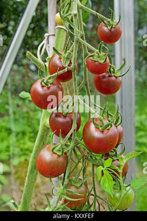 Truss dunkle rote heirloom Tomatensorte Cherokee Reifen auf der Rebe im heimischen Garten Gewächshaus, Cumbria England UK. Stockfoto