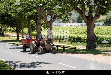 Constantia Region Western Cape Südafrika. Dezember 2017. Weingut Arbeiter Reisen auf einem roten Traktor um einen Weinberg Stockfoto