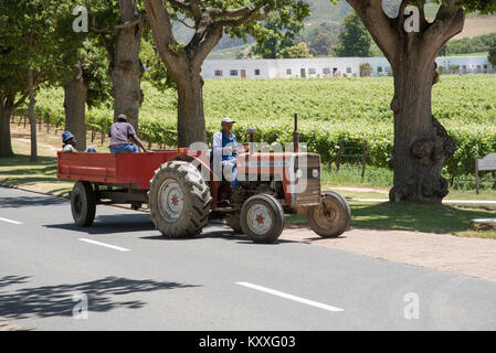 Constantia Region Western Cape Südafrika. Dezember 2017. Weingut Arbeiter Reisen auf einem roten Traktor um einen Weinberg Stockfoto