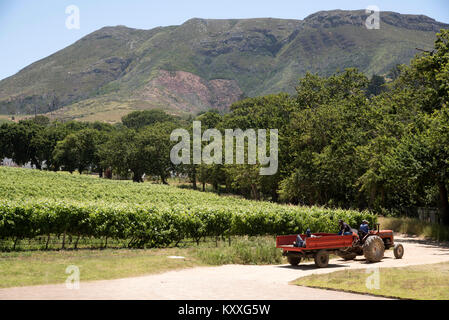 Constantia Region Western Cape Südafrika. Dezember 2017. Weingut Arbeiter Reisen auf einem roten Traktor um einen Weinberg Stockfoto