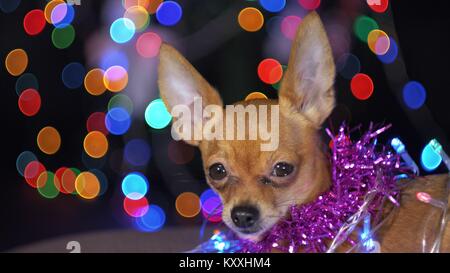 Der Toy Terrier ist ein gelbes New Year's Hund. Lustig Hund liegt auf einem Kissen und sieht sich um. An ihrem Hals Lametta, um die Girlanden. Hintergrund ist der Pelz - Stockfoto