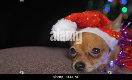 Der Toy Terrier ist ein gelbes New Year's Hund. Ein lustiger Hund in einem Weihnachten Cap liegt und sieht sich um. Er schläft ein und wacht auf. Ein Hintergrund der Pelz - Stockfoto