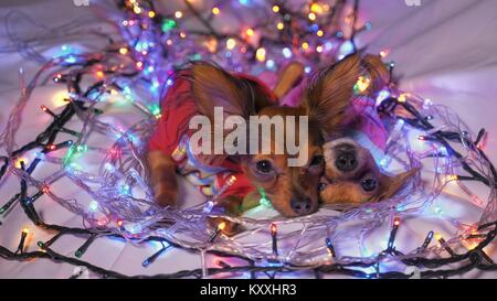 Der Toy Terrier ist ein gelbes New Year's Hund. Zwei Hunde liegen lächerlich und einschlafen. Sie werden von Girlanden umgeben und werden in der Kinder s gekleidet Stockfoto