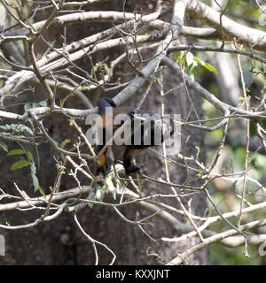 Brüllaffen führen ein ruhiges Leben Vermeidung von menschlichen Kontakt in Costa Rica. Die laute männliche kann am Tag Pause in wenigen Orten auf der Halbinsel Nicoya gehört werden Stockfoto