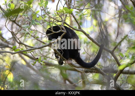 Brüllaffen führen ein ruhiges Leben Vermeidung von menschlichen Kontakt in Costa Rica. Die laute männliche kann am Tag Pause in wenigen Orten auf der Halbinsel Nicoya gehört werden Stockfoto