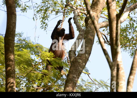 Brüllaffen führen ein ruhiges Leben Vermeidung von menschlichen Kontakt in Costa Rica. Die laute männliche kann am Tag Pause in wenigen Orten auf der Halbinsel Nicoya gehört werden Stockfoto