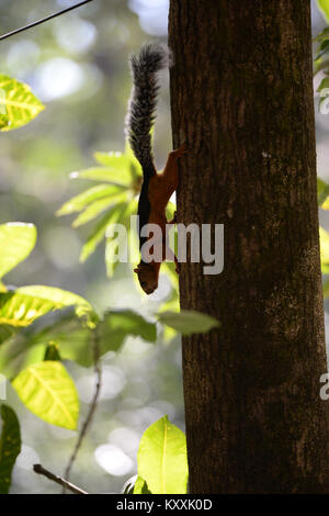 Rote Eichhörnchen auf Baumstamm gedeihen in vielfältigen Wald Costa Rica. Füttern von Nüssen, um Mandeln und manchmal Kokosnüsse zu enthalten. Stockfoto