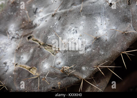 Cottony Kissen, ein Parasit, der Kaktus als natrlichen Farbstoff verwendet  Stockfotografie - Alamy
