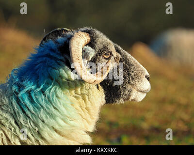 Profil Portrait von ewe Swaledale Schafe mit hellen blauen Farbstoff auf der Rückseite des Halses - starke Seite - Beleuchtung betont Textur von Curly spitzen Hörner Stockfoto
