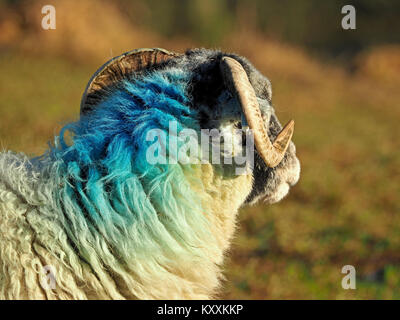 Ewe Swaledale Schafe mit hellen blauen Farbstoff auf der Rückseite des Halses weg schauen - starke Seite - Beleuchtung betont Textur von Curly spitzen Hörner Stockfoto
