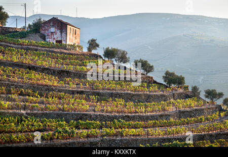 Weinbergen an den Hängen oberhalb des Flusses Douro bei Casais do Douro, in der Nähe von Pinhao. In der Weinregion Alto Douro, Nordportugal Stockfoto