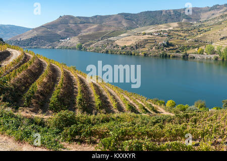 Weinbergen an den Hängen oberhalb des Flusses Douro zwischen Casais do Douro und Pinhao. In der Weinregion Alto Douro, Nordportugal Stockfoto