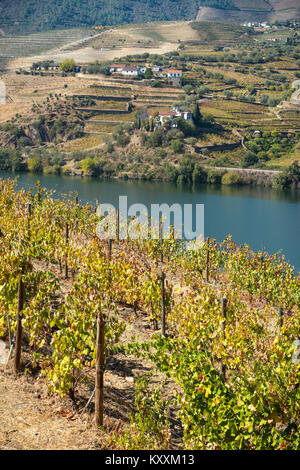 Weinbergen an den Hängen oberhalb des Flusses Douro zwischen Casais do Douro und Pinhao. In der Weinregion Alto Douro, Nordportugal Stockfoto