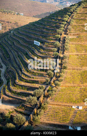 Reben wachsen auf Terrassen über dem Fluss Torto unter Casais do Douro, in der Weinregion Alto Douro, Nordportugal Stockfoto