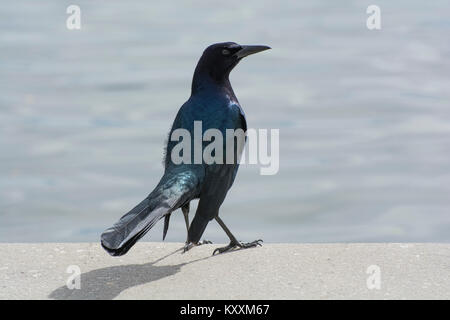 Grackle Boat-Tailed an Feier Florida Stockfoto