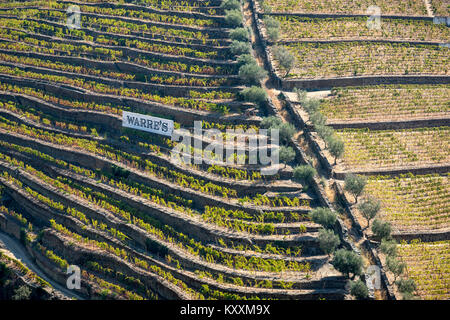 Reben wachsen auf Terrassen über dem Fluss Torto unter Casais do Douro, in der Weinregion Alto Douro, Nordportugal Stockfoto