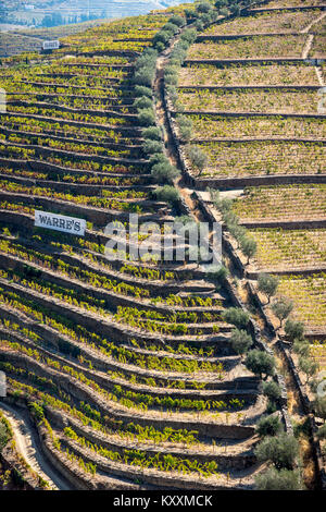 Reben wachsen auf Terrassen über dem Fluss Torto unter Casais do Douro, in der Weinregion Alto Douro, Nordportugal Stockfoto