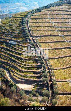 Reben wachsen auf Terrassen über dem Fluss Torto unter Casais do Douro, in der Weinregion Alto Douro, Nordportugal Stockfoto