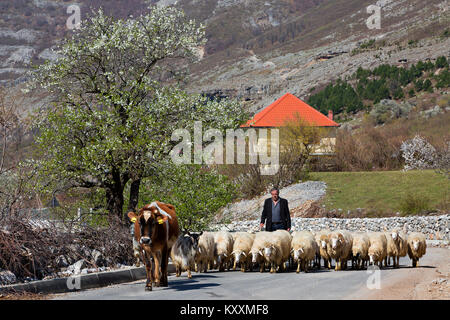 Herde Schafe auf der Straße in Albanien. Stockfoto