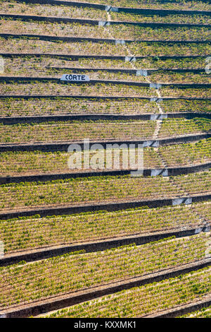 Reben wachsen auf Terrassen über dem Fluss Torto unter Casais do Douro, in der Weinregion Alto Douro, Nordportugal Stockfoto